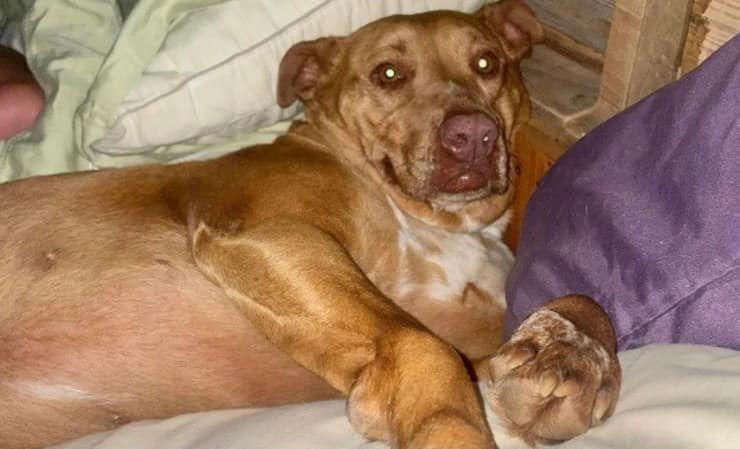 Coppia trova cane non loro nel loro letto (Screen Facebook Julie Thornton Johnson)