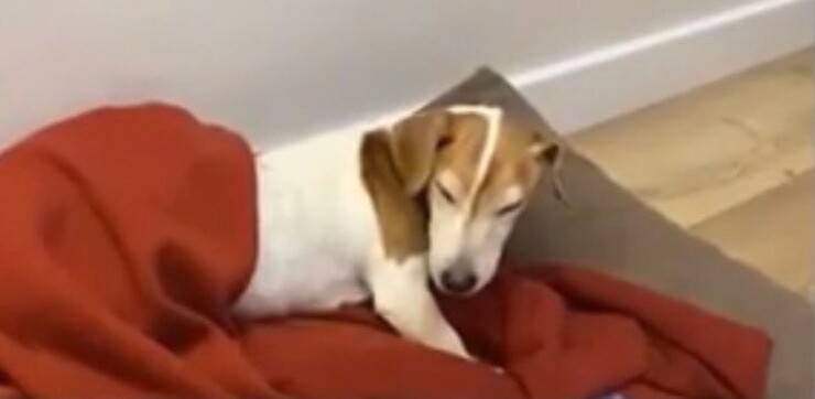 Cucciola non riesce a dormire ( Screen video Youtube Animal Shelter)