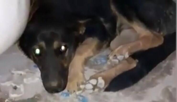Cucciola trovata con il bacino rotto (Screen video Youtube Animal Shelter)
