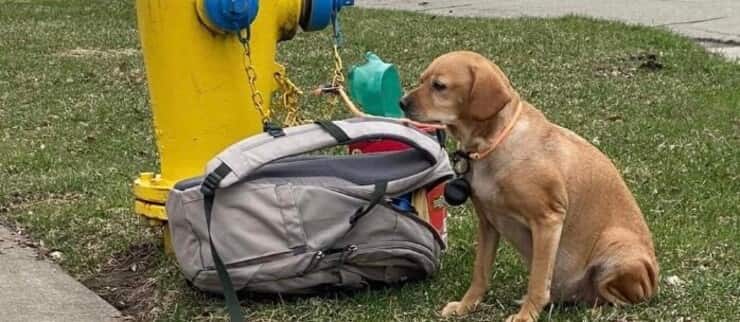 Cucciola abbandonata con solo una valigia (Screen Facebook)