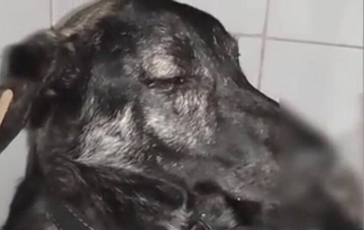 Cucciolo appena salvato (Screen video Youtube Animal Shelter)