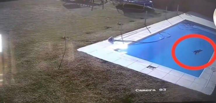 Cucciolo caduto in piscina (Screen video Tik Tok pazcingolani)