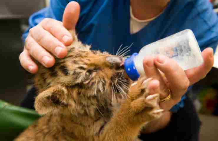 stop agli animali domestici esotici