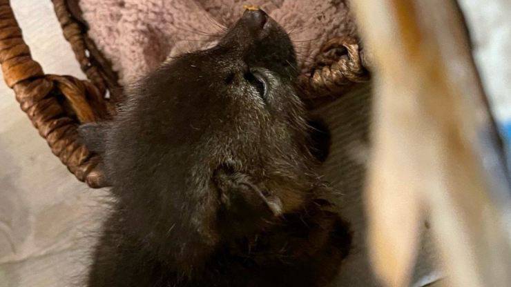 cucciolo di volpe scambiato per gatto