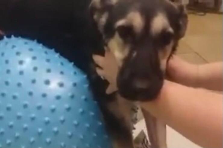 Cucciolo durante i suoi esercizi (Screen video Youtube Animal Shelter)