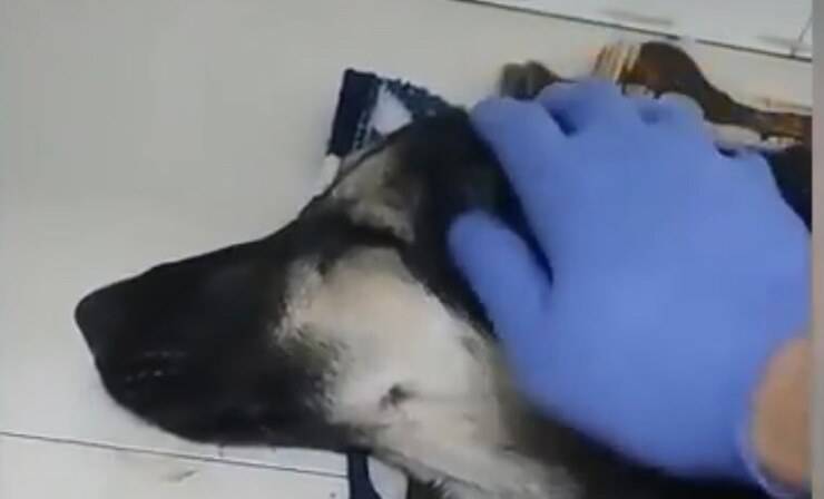 Cucciolo gravemente ferito a causa di un incidente (Screen video Youtube Animal Shelter)