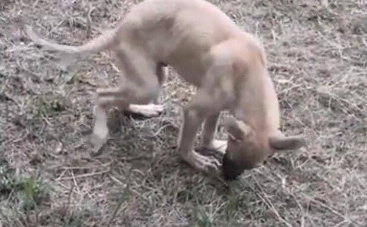 Cucciolo legato tutta la vita ad una catena (Screen video Youtube Animal Shelter)