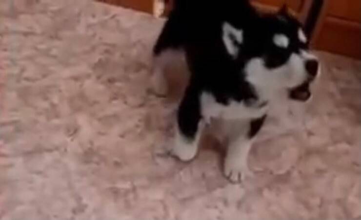 Cucciolo non smette di piangere e viene abbandonato (Screen video Youtube Animal Shelter)