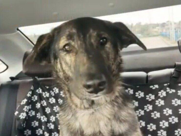 Cucciolo pronto per andare nella sua nuova casa (Screen video Youtube Animal Shelter)