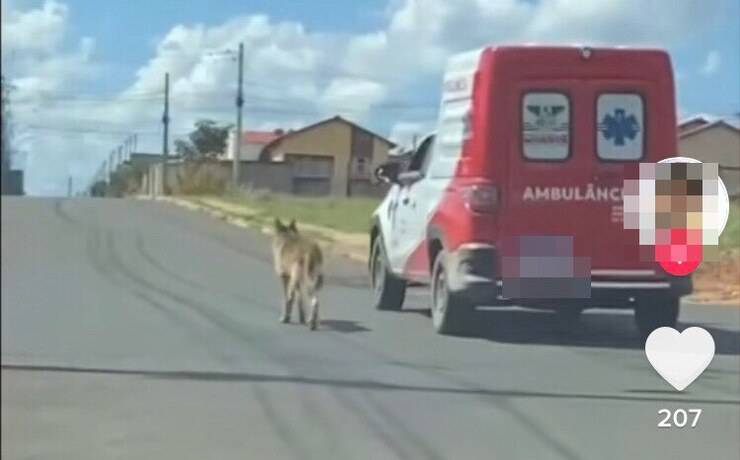 Cucciolo segue ambulanza dove dentro c'è il suo papà umano (Screen video Tik Tok iggppaiva)