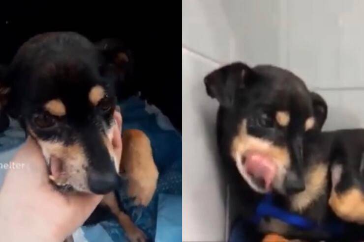 Cucciolo tradito da chi più amava (Screen video Youtube Animal Shelter)