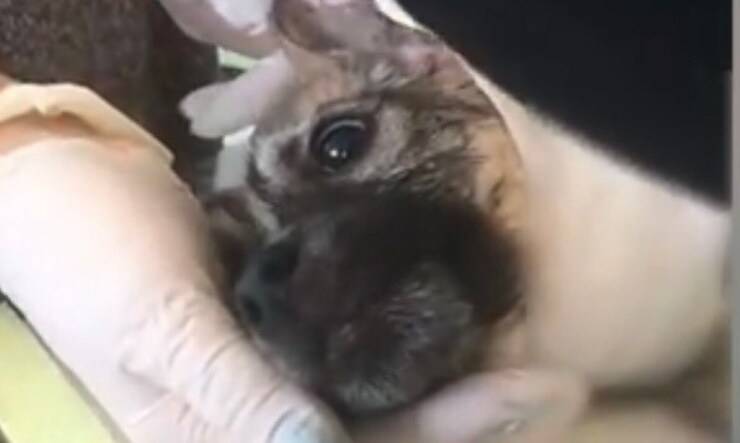 Cucciolo trovato in strada con una grave ferita al collo (Screen video Youtube Animal Shelter)