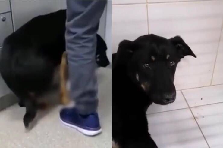 Un cachorro recibe un disparo mientras intentaba escapar (video de captura de pantalla de Youtube Animal Shelter)