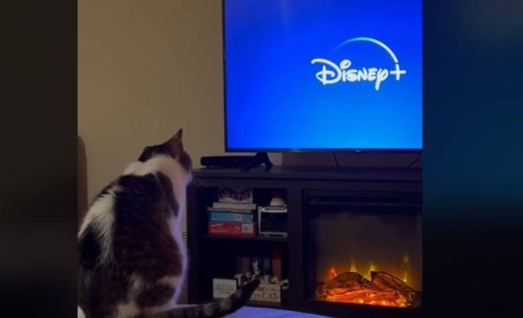 gatto guarda tv tik tok