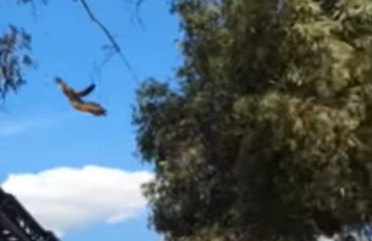 gattino cade albero volo svariati metri video