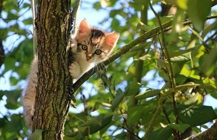 felino e scimmia amici inseparabili