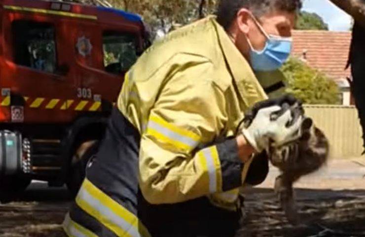 un bombero atrapa a un árbol caído felino