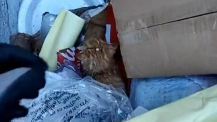 gattini trovati nella spazzatura
