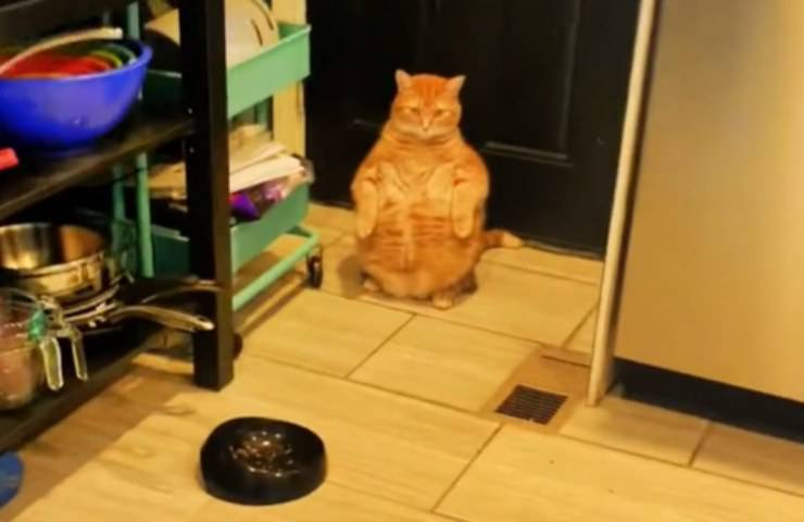 felino ricorda Garfield posizione molto strana