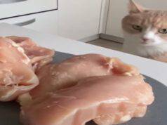 gatto fame chiede cibo modo strano video