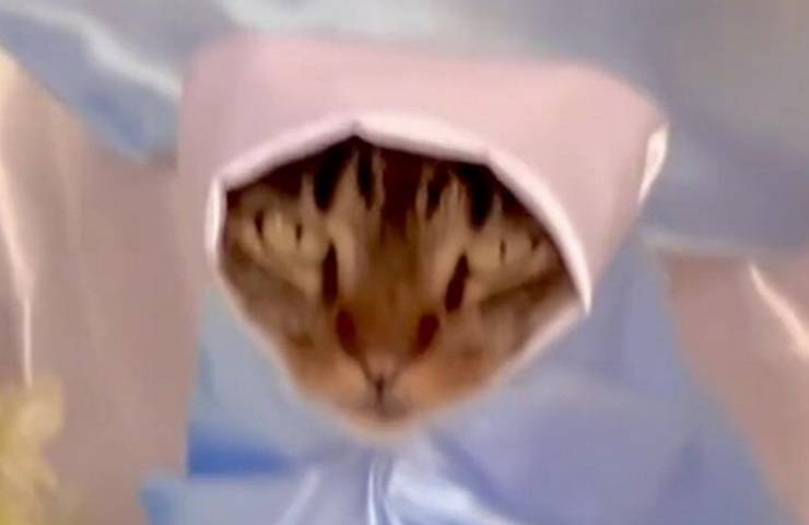 gatto non molto felice del travestimento