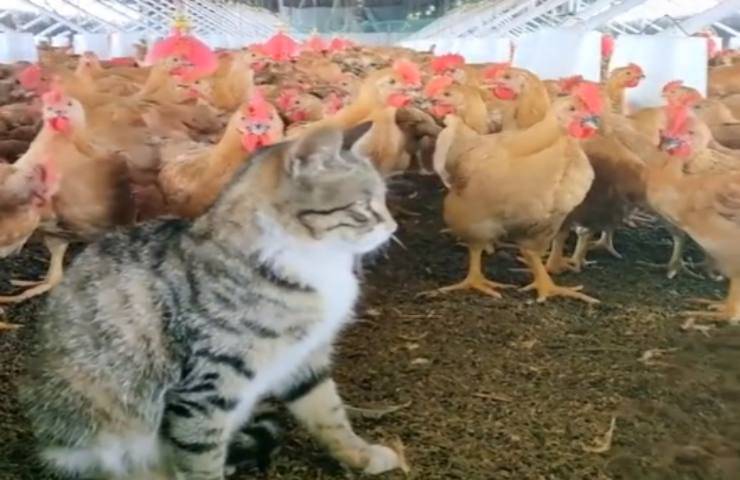 gatto pollaio reazione insolita video