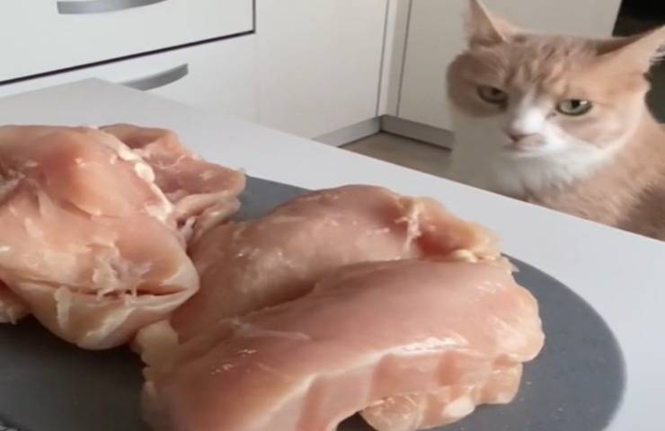 gatto fame chiede cibo modo strano video