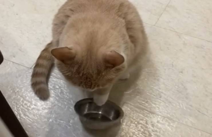 felino gioca con ciotola acciaio fame