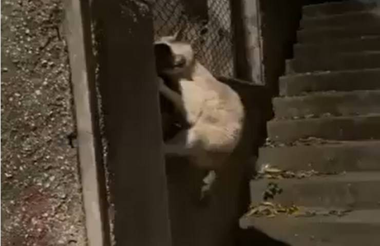 gato arriesga su vida por su video collar
