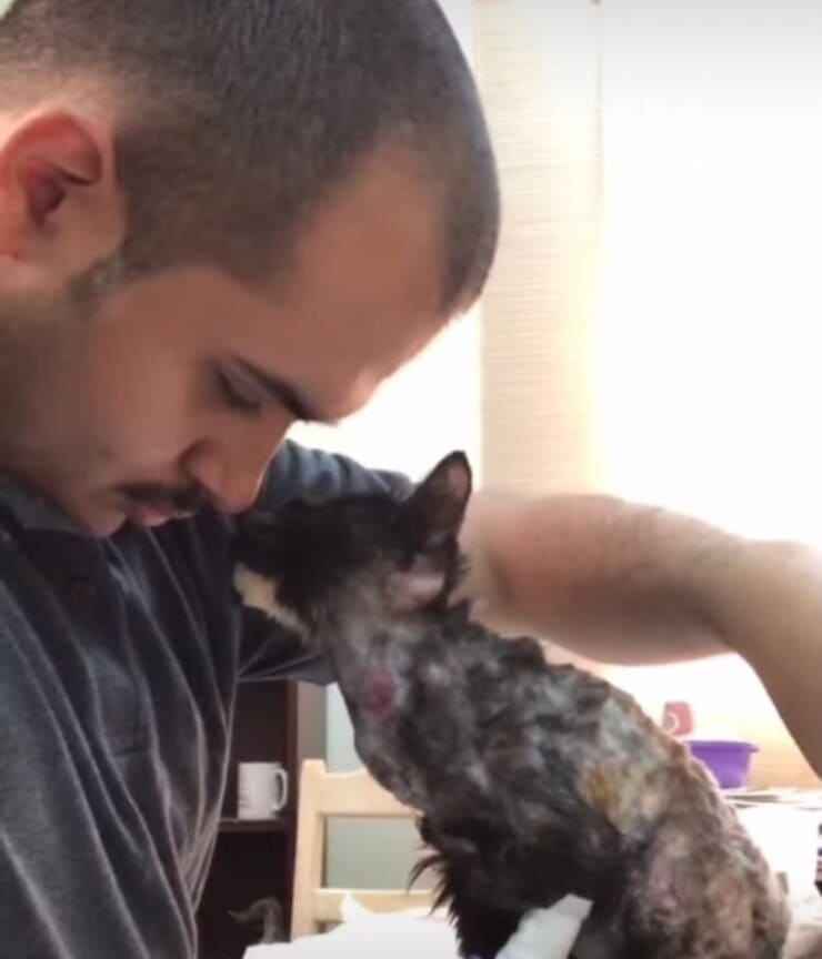 Gatto ringrazia veterinario (Screen video)
