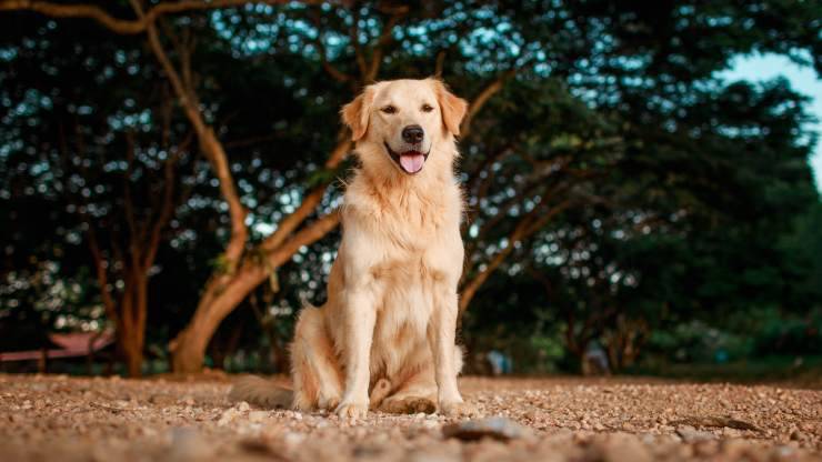 Golden retriever offrono supporto