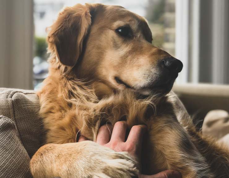 cane senzatetto salvato