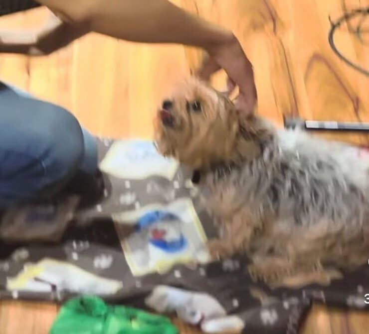 Il cucciolo si gode le coccole del suo papà umano (Screen video)