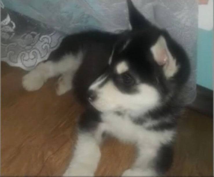 Il piccolo Rocky oggi ha una nuova famiglia (Screen video Youtube Animal Shelter)