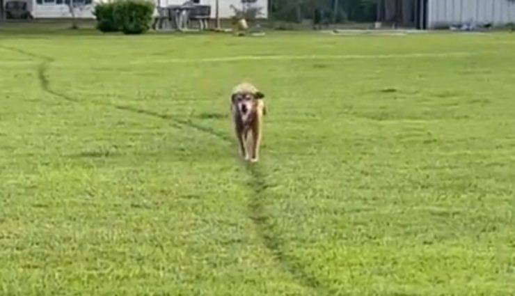 cane lascia segno sullì'erba