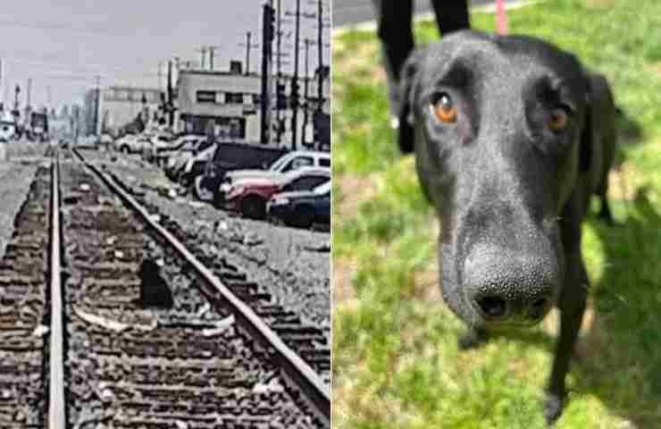 Labrador trovato aspettare sui binari del treno