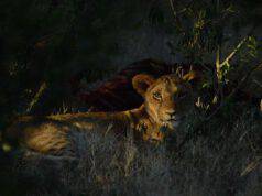 Panthera no profit salva leoni pericolo