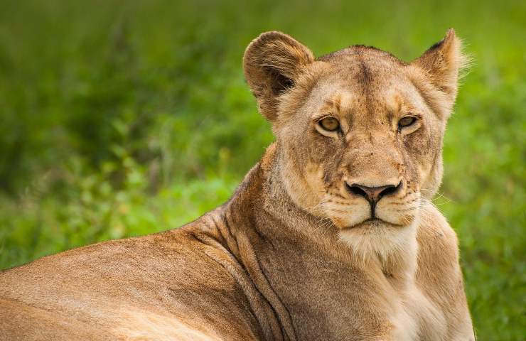 leonessa salvata associazione salvaguardia leoni