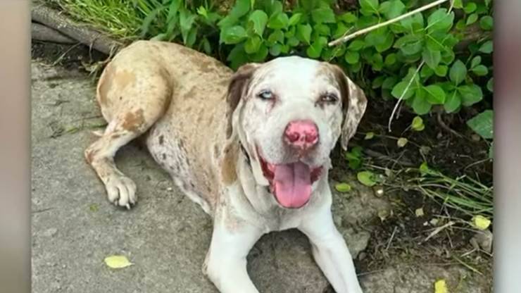 cagnolina persa per inondazione