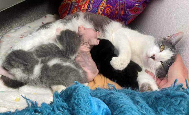 mamma gatto adotta orfano