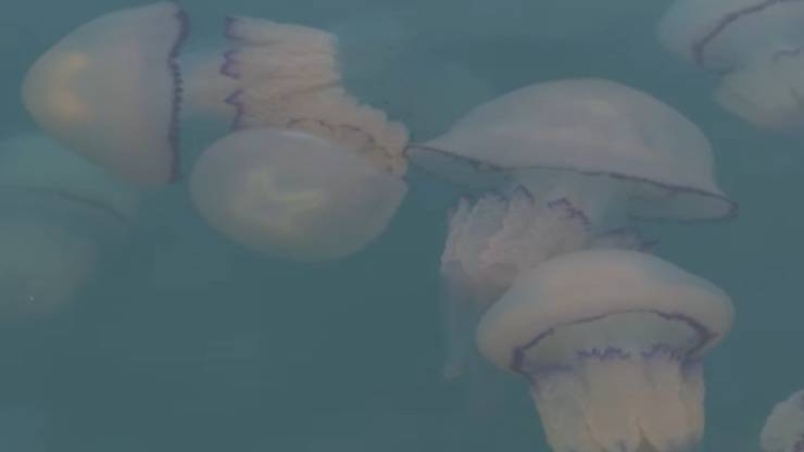 porto trieste invaso da meduse