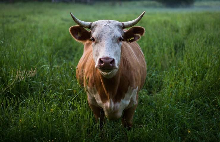 mucca bloccata fango soccorsa pompieri video