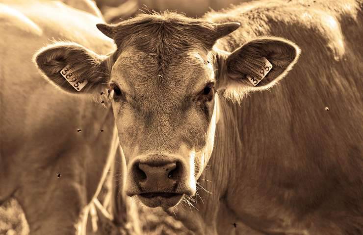 bovino in pericolo salvato soccorritori Avellino