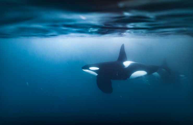 orca perdida nadando en el sena 