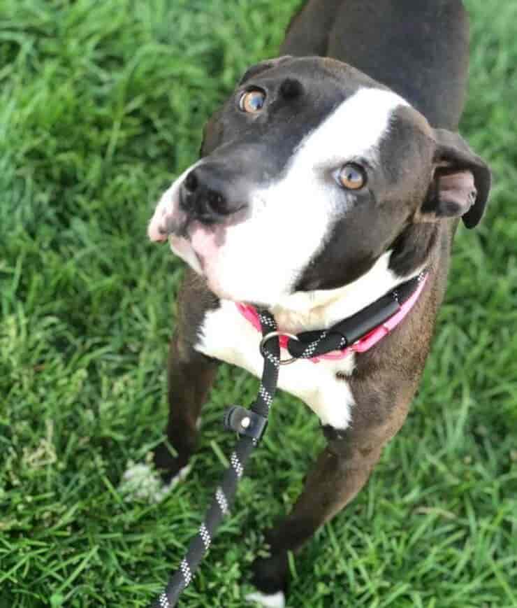 Oreo (Screen Facebook Animal Charity of Ohio)