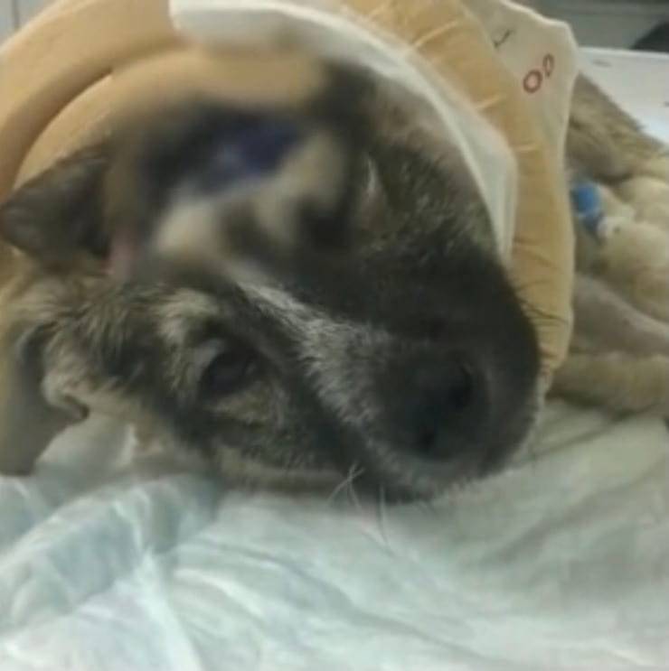 Oscar appena dopo l'operazione (Screen video Youtube Animal Shelter)