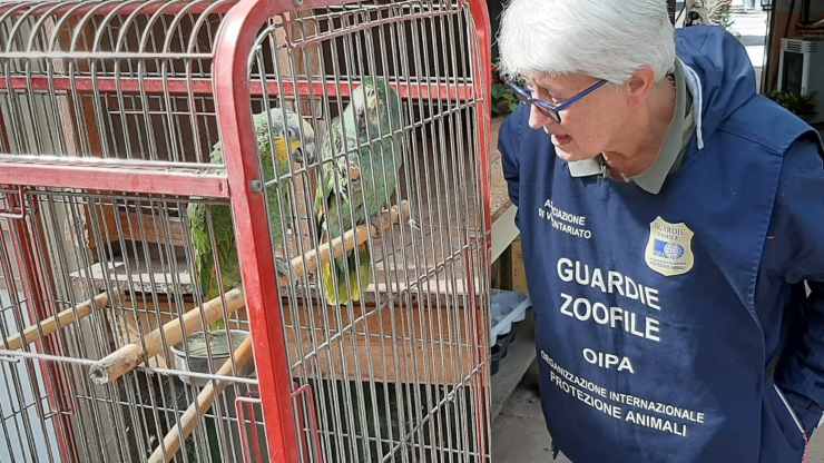 pappagalli trovati roma