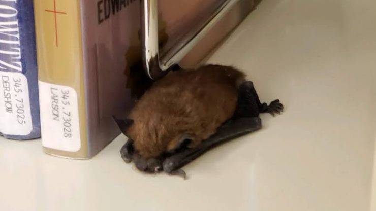 pipistrello in biblioteca