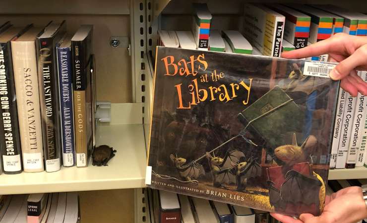 pipistrello dorme tra i libri