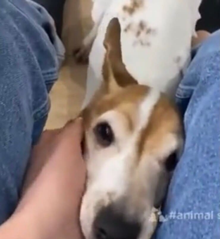 Raya (Screen video Youtube Animal Shelter)